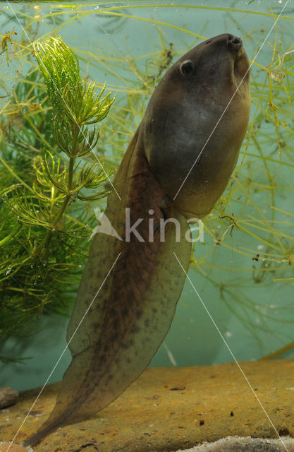 Common Spadefoot Toad (Pelobates fuscus)