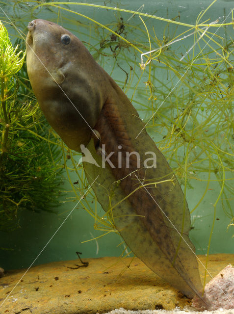 Knoflookpad (Pelobates fuscus)