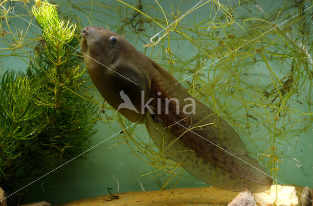 Common Spadefoot Toad (Pelobates fuscus)