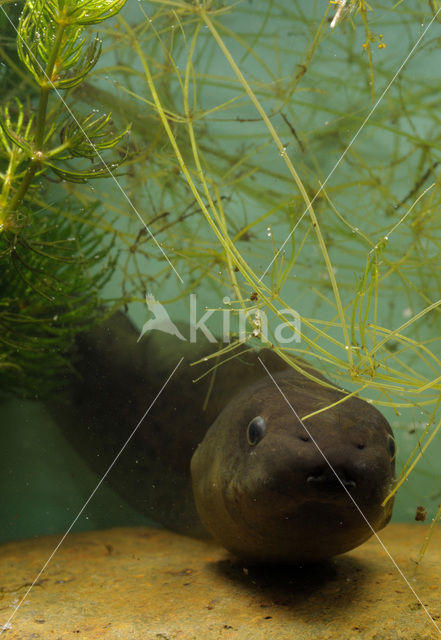 Knoflookpad (Pelobates fuscus)