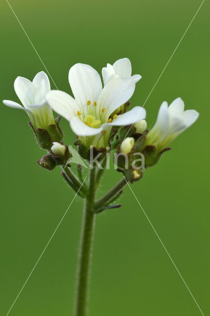 Meadow Saxifrage (Saxifraga granulata)