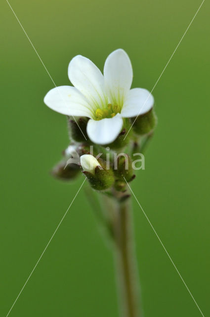 Meadow Saxifrage (Saxifraga granulata)