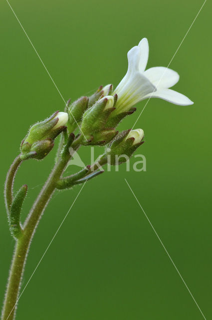 Meadow Saxifrage (Saxifraga granulata)