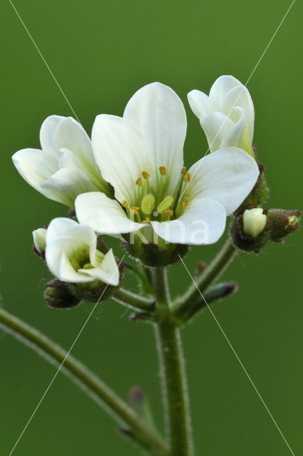 Meadow Saxifrage (Saxifraga granulata)