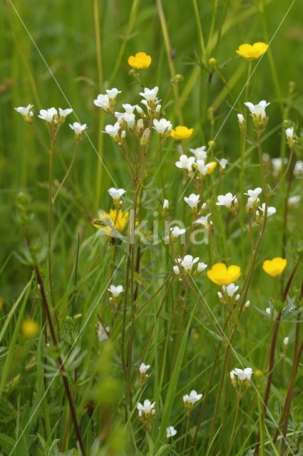 Meadow Saxifrage (Saxifraga granulata)