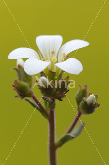 Knolsteenbreek (Saxifraga granulata)