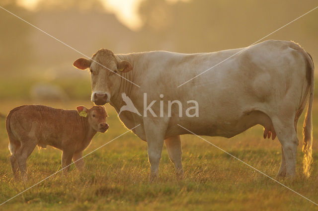 Cow (Bos domesticus)