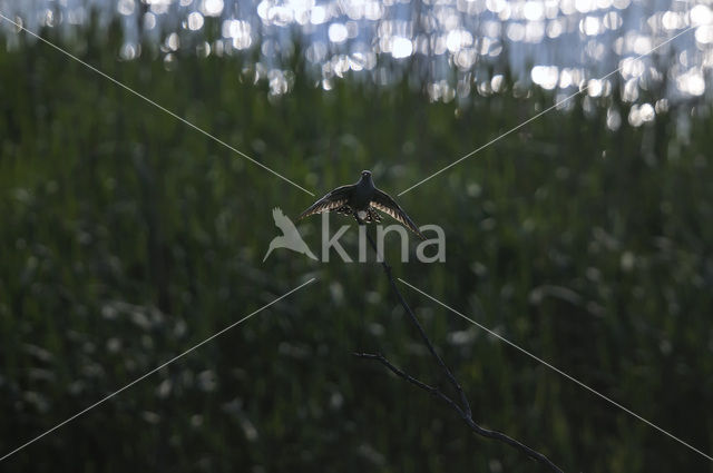 Koekoek (Cuculus canorus)