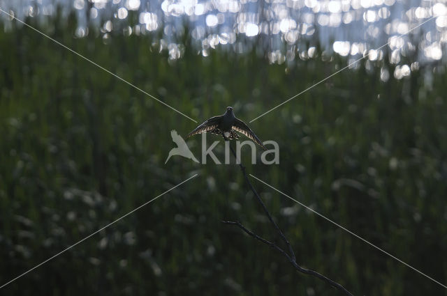 Common Cuckoo (Cuculus canorus)