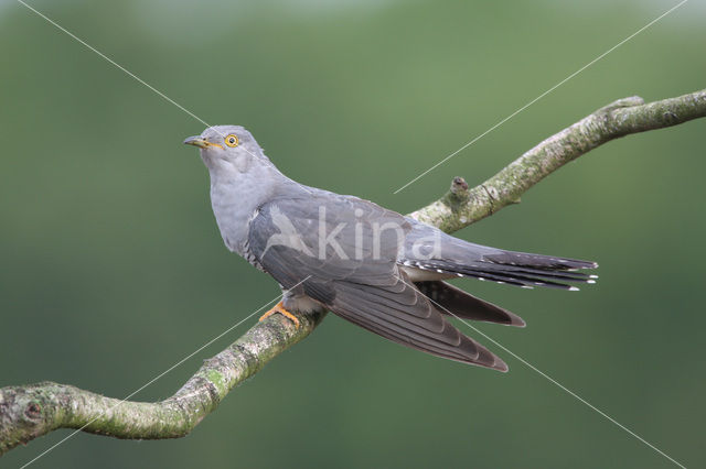 Common Cuckoo (Cuculus canorus)