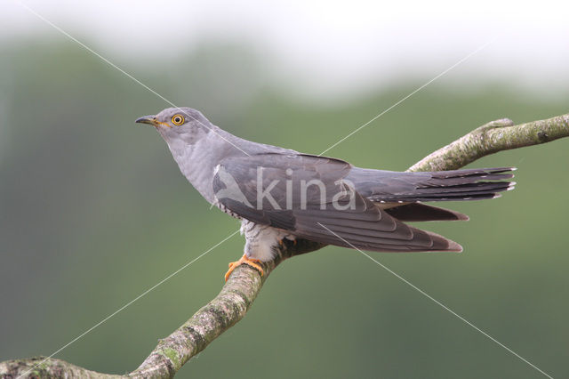 Common Cuckoo (Cuculus canorus)