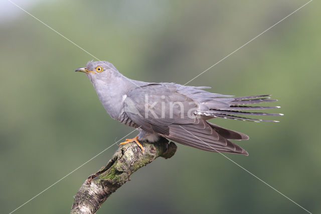 Common Cuckoo (Cuculus canorus)