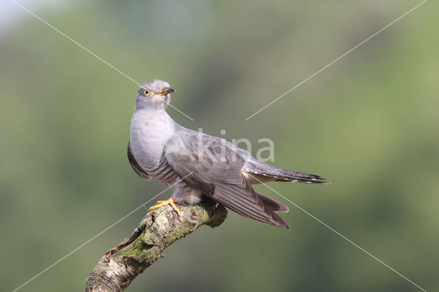 Common Cuckoo (Cuculus canorus)