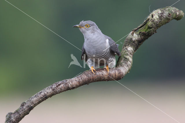 Common Cuckoo (Cuculus canorus)