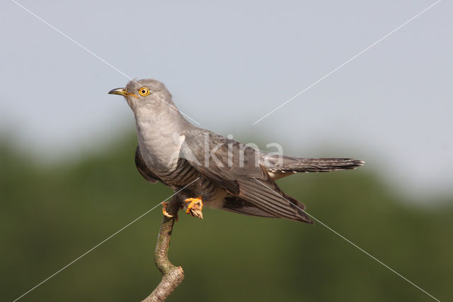 Common Cuckoo (Cuculus canorus)