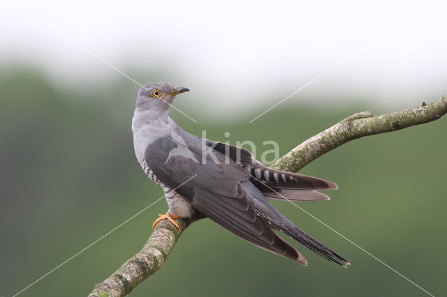 Common Cuckoo (Cuculus canorus)