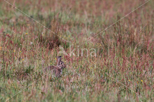 Konijn (Oryctolagus cuniculus)