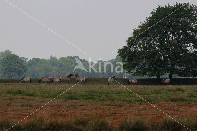 Konik horse (Equus spp)