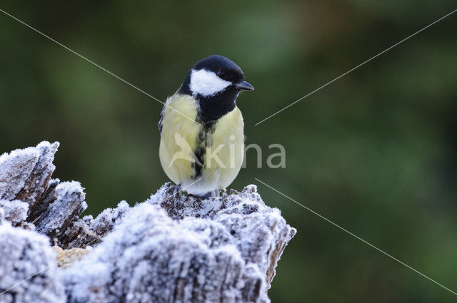 Great Tit (Parus major)
