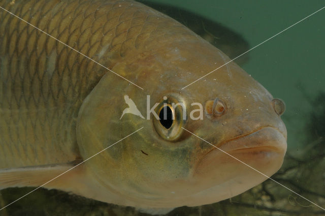 Kopvoorn (Squalius cephalus)