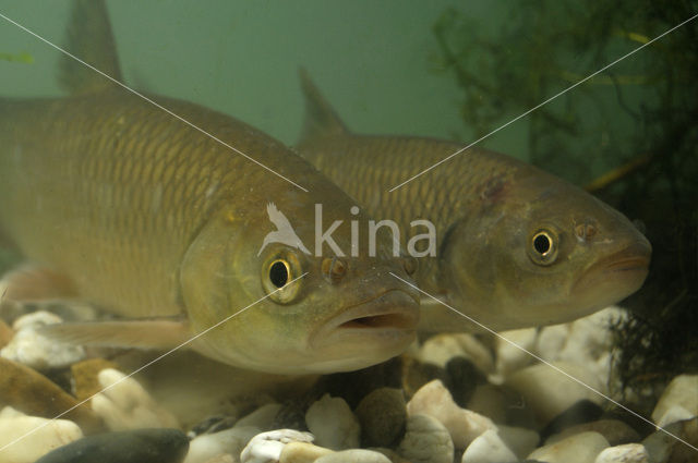 Kopvoorn (Squalius cephalus)