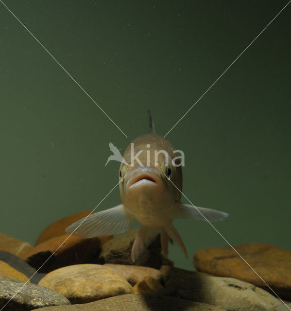 Kopvoorn (Squalius cephalus)