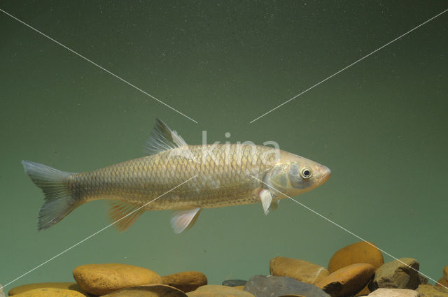 European Chub (Squalius cephalus)