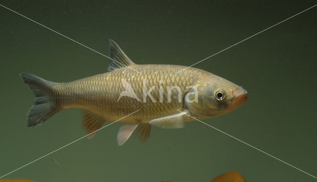 European Chub (Squalius cephalus)