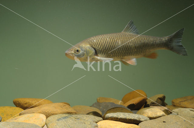 European Chub (Squalius cephalus)