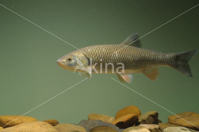 European Chub (Squalius cephalus)