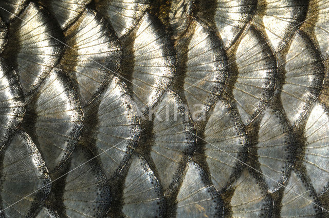 European Chub (Squalius cephalus)