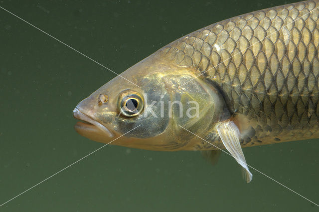 European Chub (Squalius cephalus)