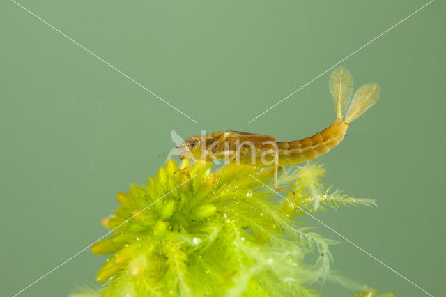 Koraaljuffer (Ceriagrion tenellum f. typica)