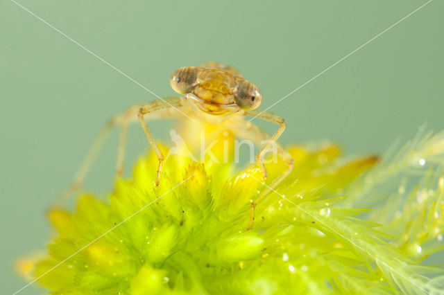 Small Red Damselfly (Ceriagrion tenellum f. typica)