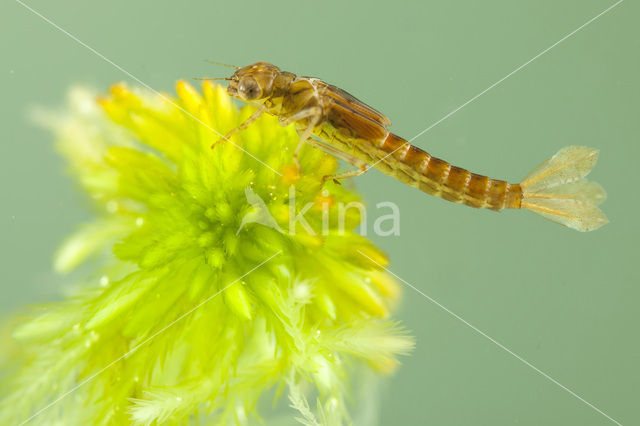 Koraaljuffer (Ceriagrion tenellum f. typica)