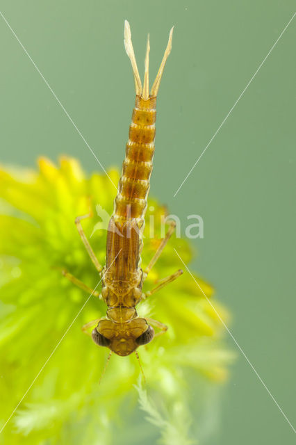 Koraaljuffer (Ceriagrion tenellum f. typica)