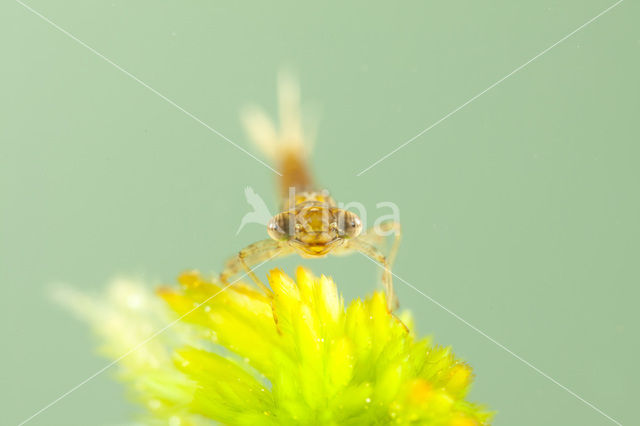 Koraaljuffer (Ceriagrion tenellum f. typica)