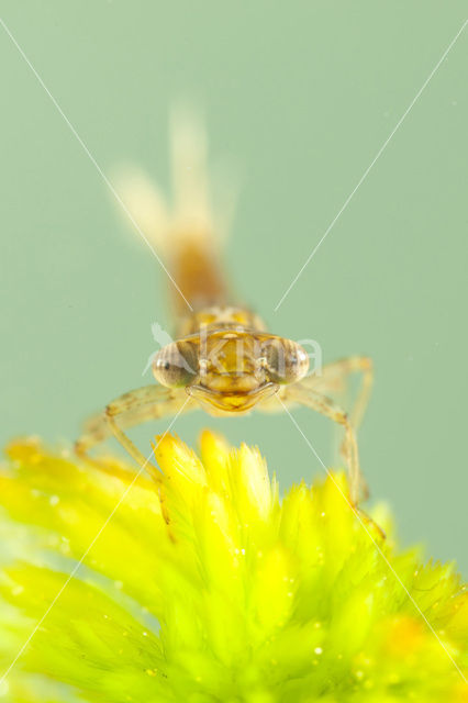 Koraaljuffer (Ceriagrion tenellum f. typica)