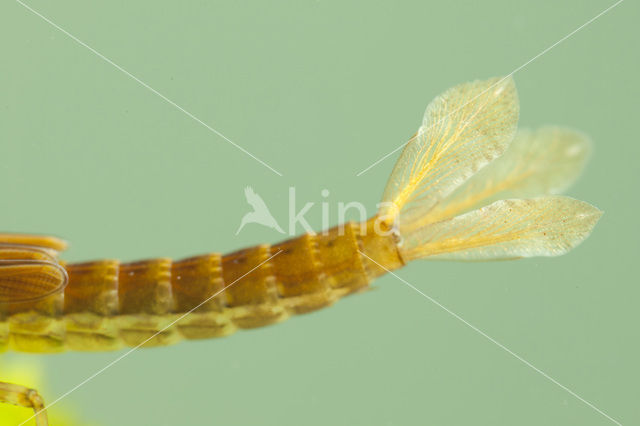 Koraaljuffer (Ceriagrion tenellum f. typica)
