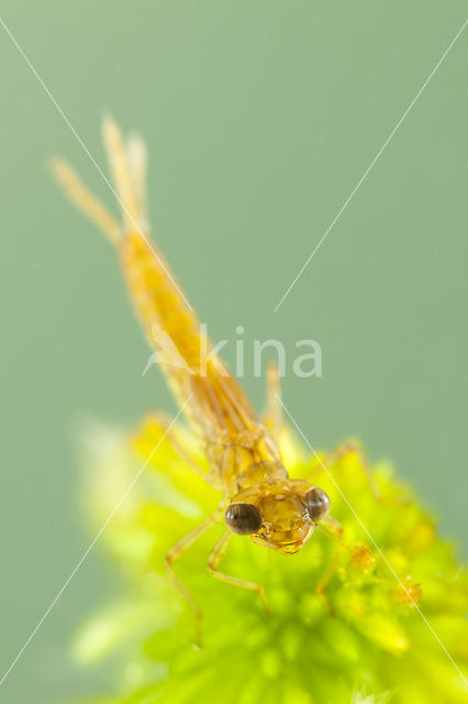 Koraaljuffer (Ceriagrion tenellum f. typica)