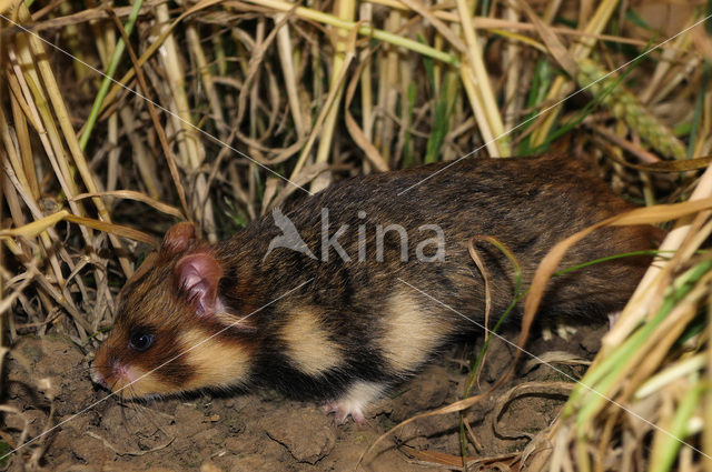 black-bellied hamster (Cricetus cricetus)