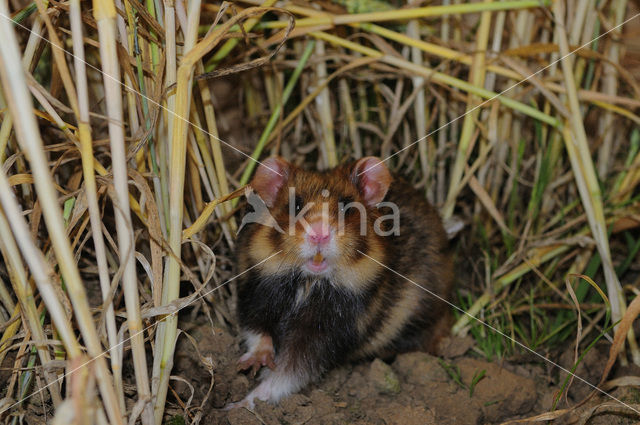 black-bellied hamster (Cricetus cricetus)