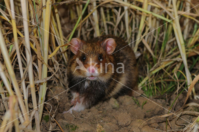 black-bellied hamster (Cricetus cricetus)