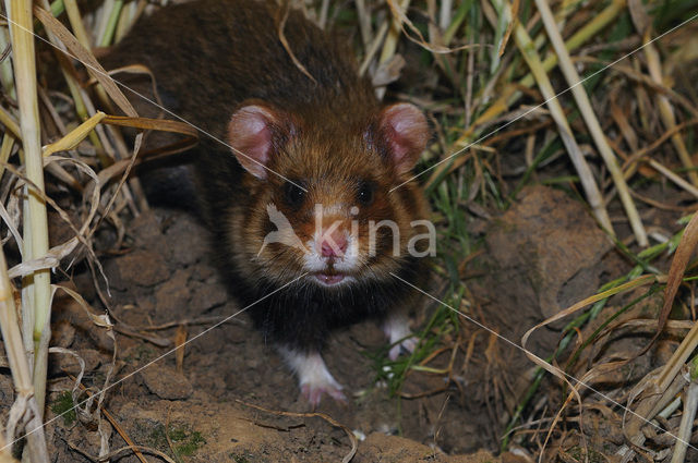 Korenwolf (Cricetus cricetus)