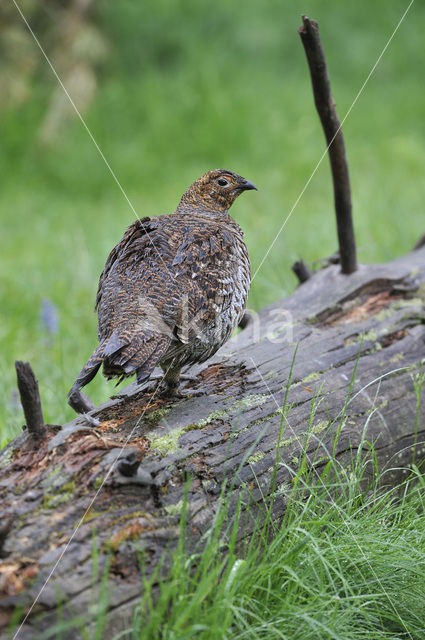 Black Grouse (Tetrao tetrix)