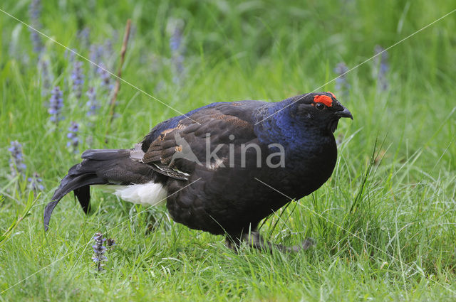 Black Grouse (Tetrao tetrix)