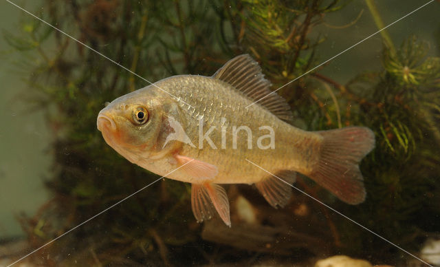 Kroeskarper (Carassius carassius)