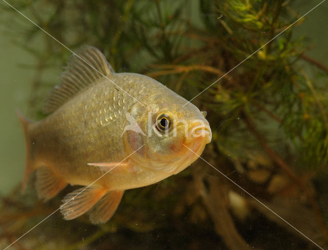 Kroeskarper (Carassius carassius)