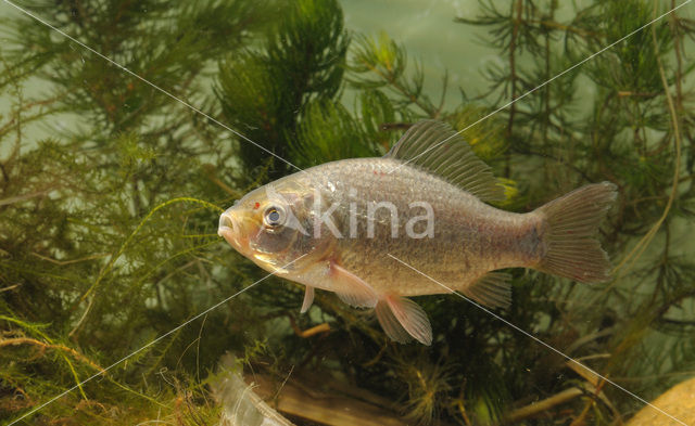 Kroeskarper (Carassius carassius)