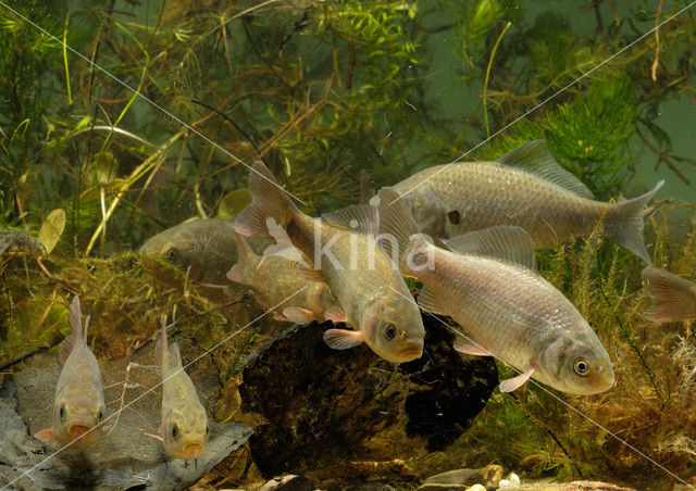 Kroeskarper (Carassius carassius)